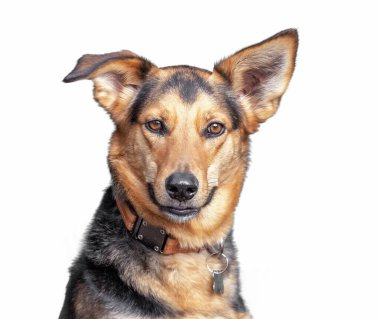 Beyaz izole edilmiş arka planda şirin bir barınak köpeği portresi