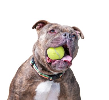 İzole edilmiş arka planda bir barınak köpeğinin stüdyo çekimi.