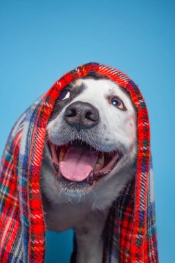 Stüdyoda izole edilmiş şirin köpekler mavi arka planda çekiliyor.