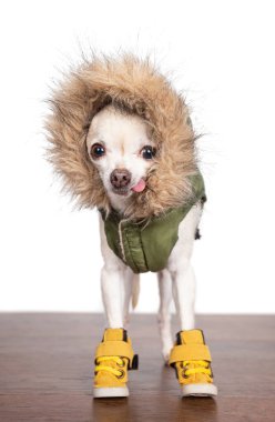 Ayrı bir beyaz stüdyo geçmişinde çizme ve palto giyen şirin bir chihuahua.