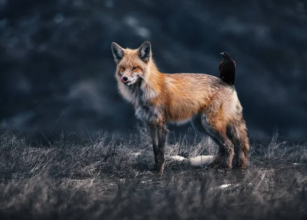 composite of a red fox with a red winged blackbird on its back