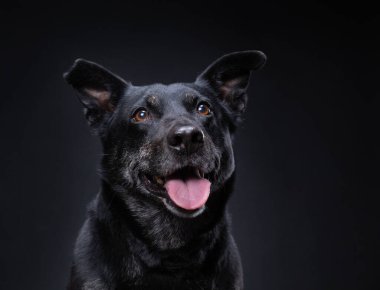 Stüdyoda izole edilmiş siyah bir arka planda şirin teriyer laboratuvar karışımı.