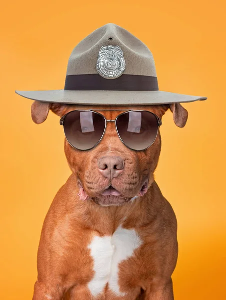 cute dog with a costume on in front of an isolated background