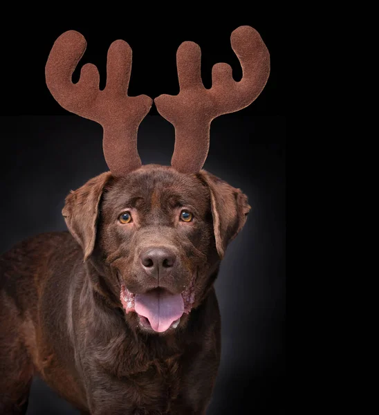 studio shot of a shelter dog on an isolated background wearing a costume