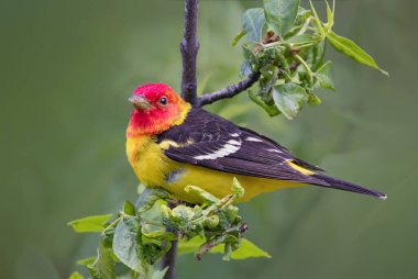 pretty western tanager sitting on a tree branch  clipart