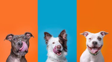 İzole edilmiş arka planda bir barınak köpeğinin stüdyo çekimi.