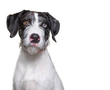 İzole edilmiş bir arka planda çekilen şirin bir köpek stüdyosu