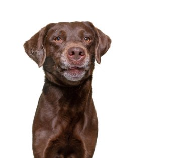 Güzel bir köpek stüdyosu, izole edilmiş beyaz bir arka planda.