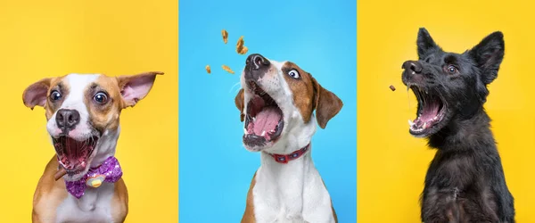 Studio Shot Three Shelter Dogs Isolated Background — Stock Photo, Image
