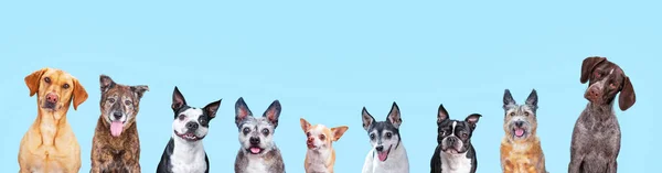 cute studio shot of a pack of dogs on an isolated background looking at the camera