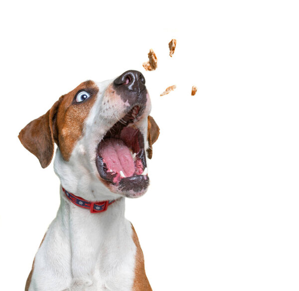 милая собачья студия, снятая на изолированном белом фоне