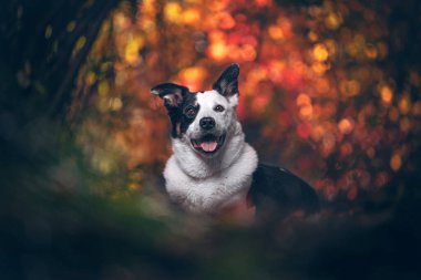 Ağaçların arasında şirin bir çoban köpeği.