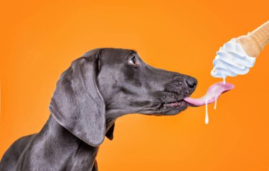 İzole edilmiş bir arka planda şirin bir köpeğin stüdyo çekimi.