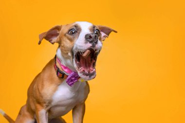 İzole edilmiş bir arka planda bir köpeğin şirin stüdyo fotoğrafı.