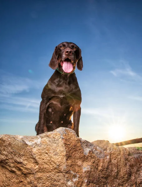 Tiro All Aperto Cane Carino Uno Sfondo Isolato Cielo Blu — Foto Stock