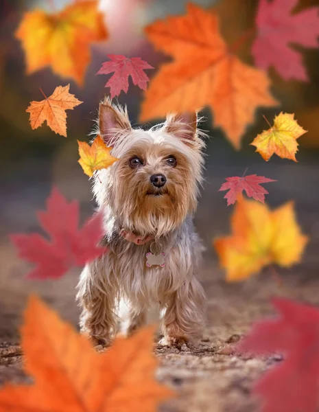 Lindo Yorkshire Terrier Sentado Naturaleza —  Fotos de Stock