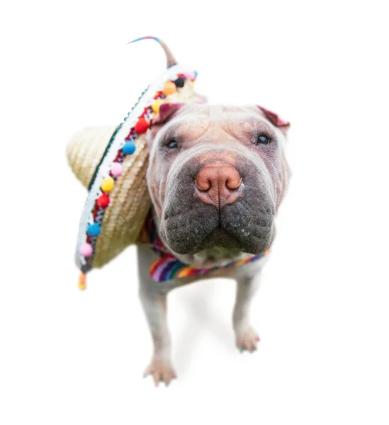 Schattig Shar Pei Met Een Sombrero Geïsoleerd Een Witte Achtergrond — Stockfoto