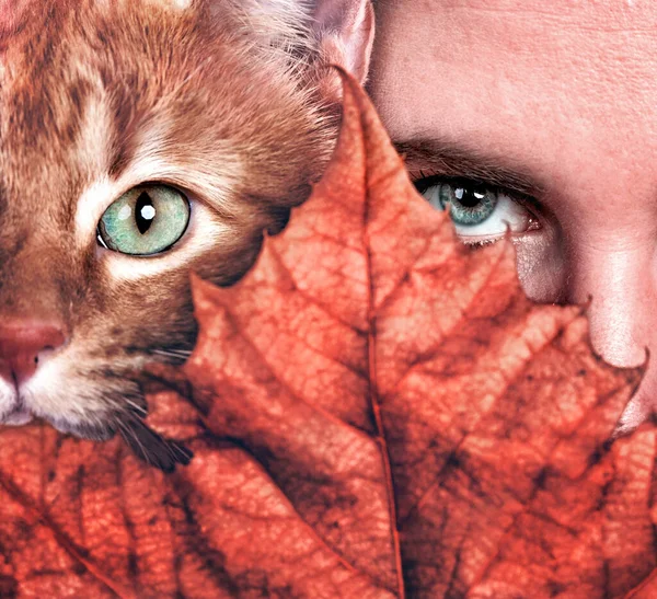 Close Cat His Owner — Stock Photo, Image