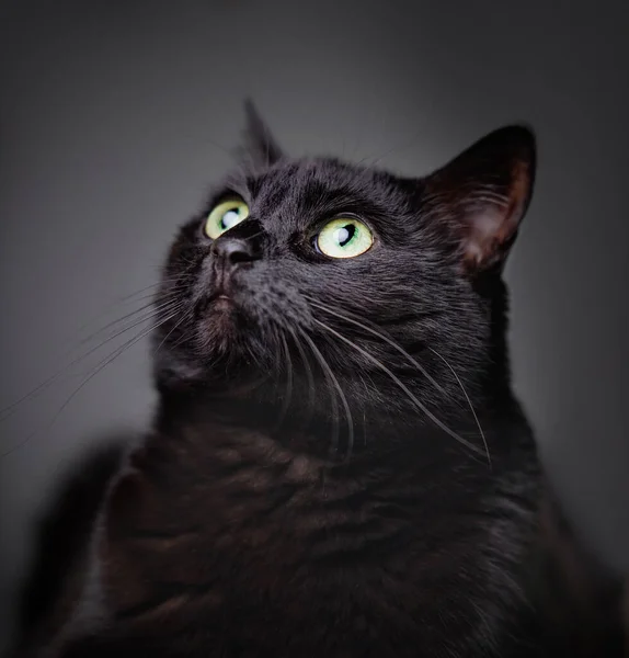 Studio Shot Van Een Schattige Kat Een Geïsoleerde Achtergrond — Stockfoto