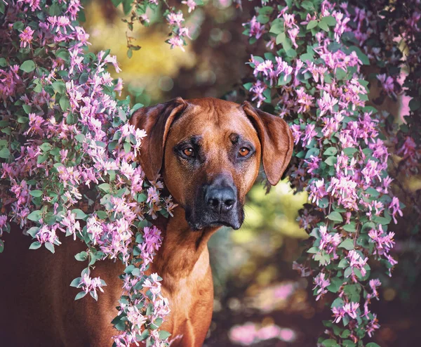 Joli Chien Qui Sort Tête Arbre Fleurs — Photo