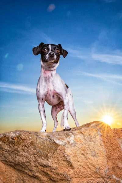 Υπαίθριο Πλάνο Ενός Χαριτωμένου Σκύλου Ένα Απομονωμένο Μπλε Φόντο Του — Φωτογραφία Αρχείου