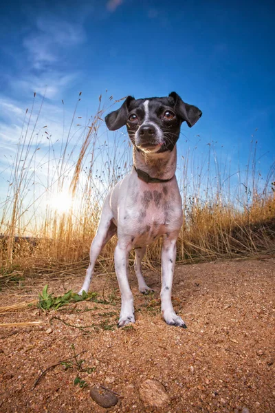 Outdoor Shot Van Een Schattige Hond Een Geïsoleerde Blauwe Lucht — Stockfoto