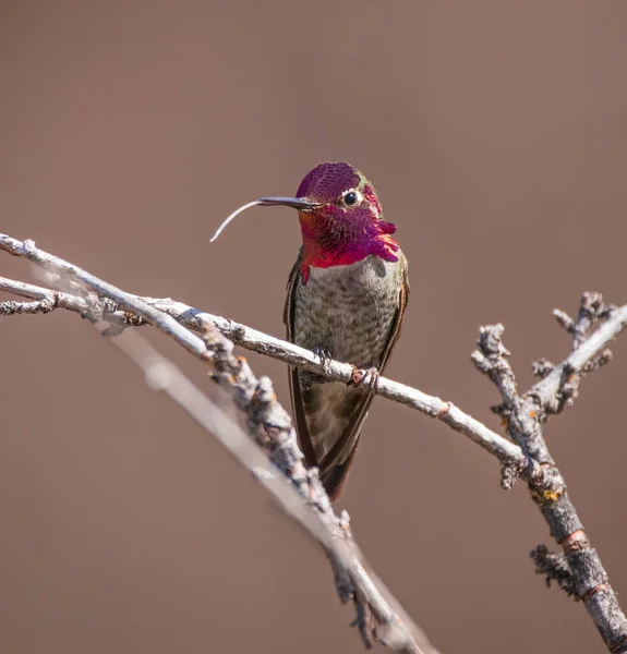Anna Hummingbird Sitting Branch — Stock Photo, Image