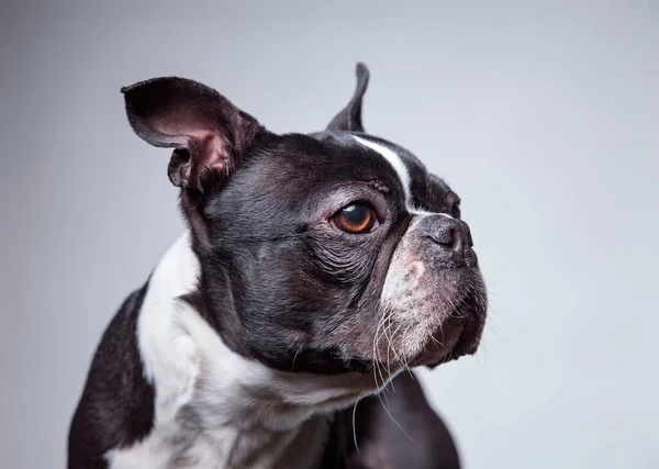 Schattig Boston Terrier Studio Schot Een Geïsoleerde Achtergrond — Stockfoto