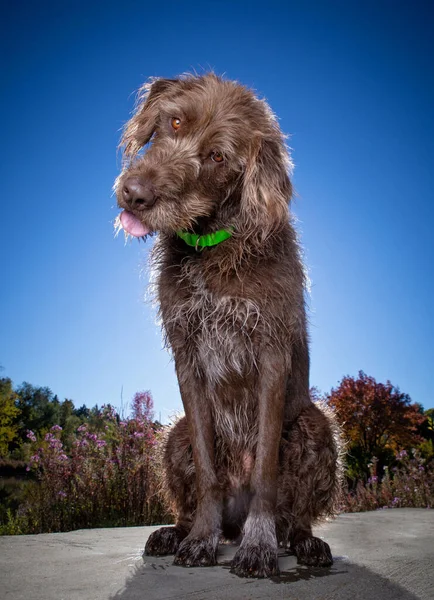 Mignon Chien Sur Banc Extérieur Dans Parc Coucher Soleil — Photo