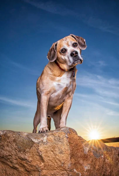 Outdoor Shot Van Een Schattige Hond Een Geïsoleerde Blauwe Lucht — Stockfoto