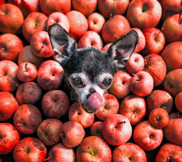 Chihuahua Mignon Dans Une Pile Pommes — Photo