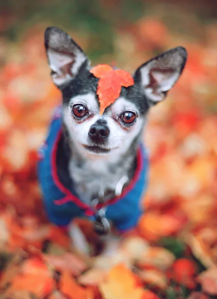 Bardzo Shallow Focus Uroczym Chihuahua Siedzi Liściach — Zdjęcie stockowe