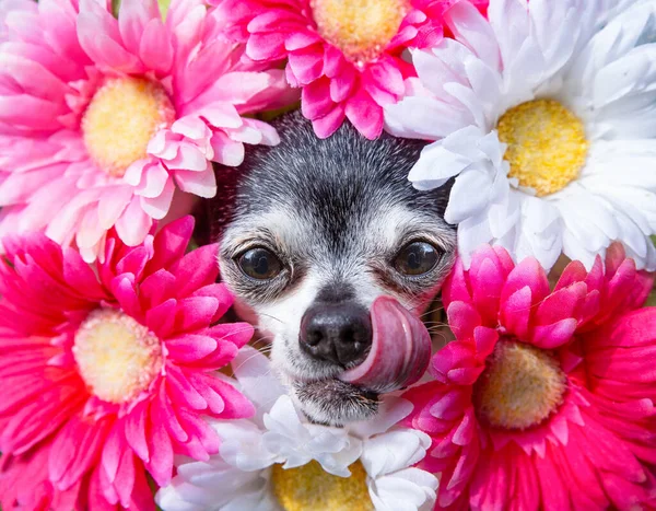 Lindo Chihuahua Rodeado Por Montón Margaritas — Foto de Stock