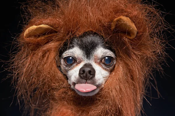 Cute Chihuahua Lin Lion Mane Costume Studio Setting — Stock Photo, Image