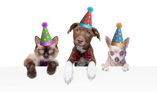 Estudio Disparo Dos Perros Gatito Usando Sombreros Fiesta Sobre Fondo — Foto de Stock