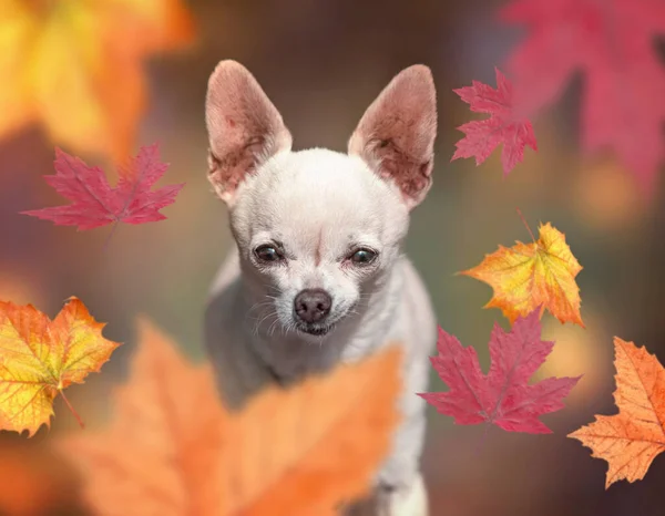 Carino Chihuahua Seduto Davanti Foglie Cadenti — Foto Stock