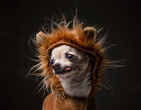 Aslan Kostümü Giymiş Şirin Bir Chihuahua Dili Siyah Arka Planda — Stok fotoğraf