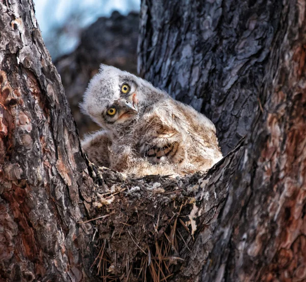 Groot Hoornuilennest — Stockfoto