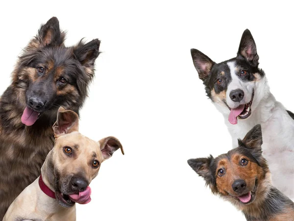 Studioaufnahme Von Niedlichen Hunden Auf Isoliertem Hintergrund — Stockfoto