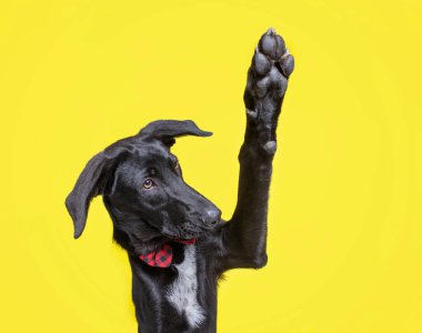 İzole edilmiş bir arka planda bir köpeğin şirin stüdyo fotoğrafı.