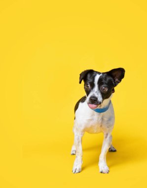 İzole edilmiş bir arka planda şirin bir köpeğin stüdyo çekimi.