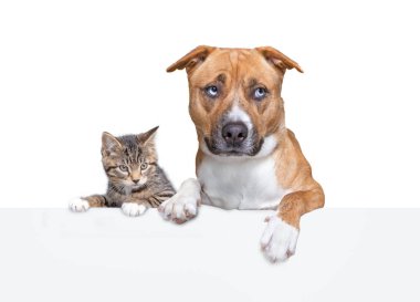 Beyaz izole bir arka planda küçük kedi ve köpek portresi.