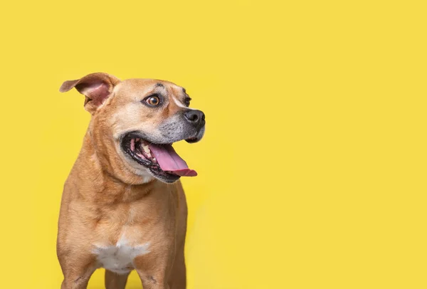 Zole Edilmiş Bir Arka Planda Şirin Bir Köpeğin Stüdyo Çekimi — Stok fotoğraf