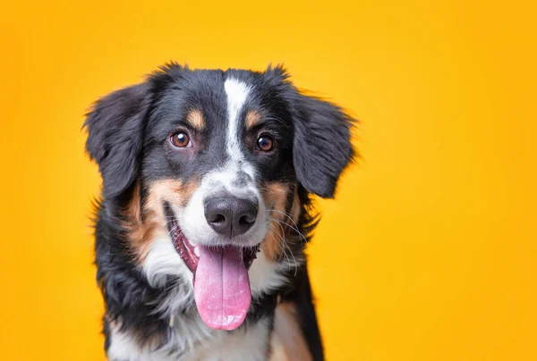 Studio Skott Söt Hund Isolerad Bakgrund — Stockfoto