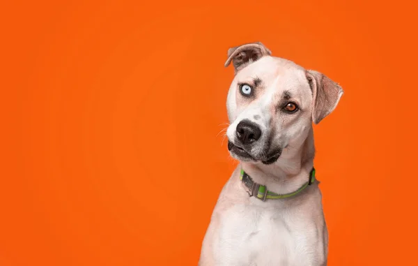 Studio Shot Dog Isolated Background — Stock Photo, Image