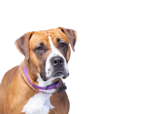 Studio Shot Van Een Schattige Hond Een Geïsoleerde Achtergrond — Stockfoto