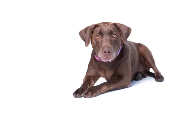 Studioaufnahme Eines Niedlichen Hundes Auf Isoliertem Hintergrund — Stockfoto