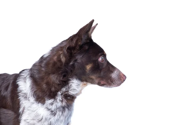 Studio Shot Cute Dog Isolated Background — Stock Photo, Image