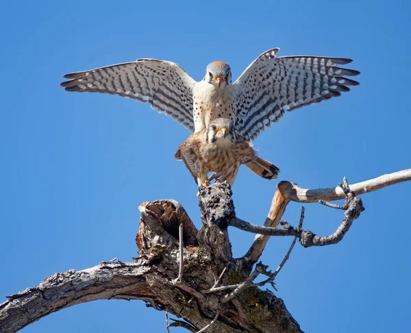 Amerikaanse Kestrels Paren Een Boom — Stockfoto