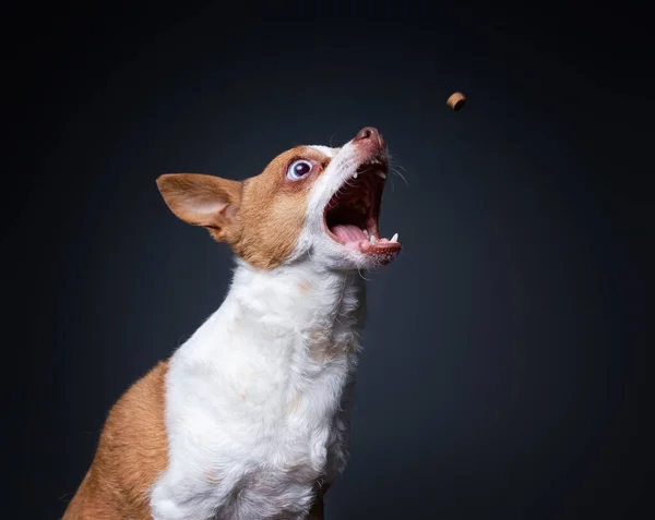 Söt Chihuahua Fånga Behandling Studion — Stockfoto